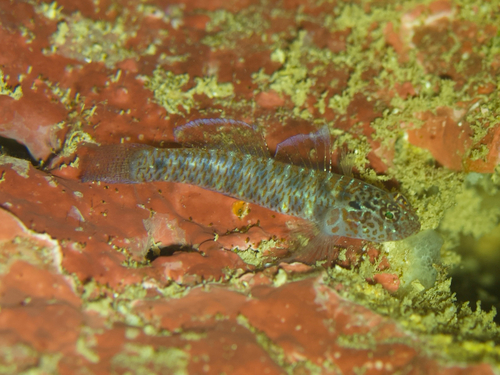 Twospot pygmygoby (Eviota bimaculata) — Gobiidae — 4
