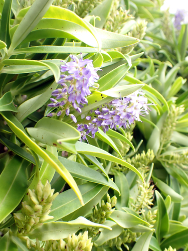 Barker's Hebe (Veronica barkeri)