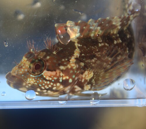 Largemouth blenny (Labrisomus xanti) — Labrisomidae — 4
