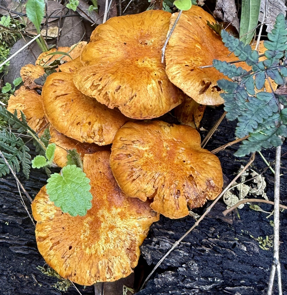 Gymnopilus ventricosus · February 2026 · photo: © hllrnnr (iNaturalist, cc0)