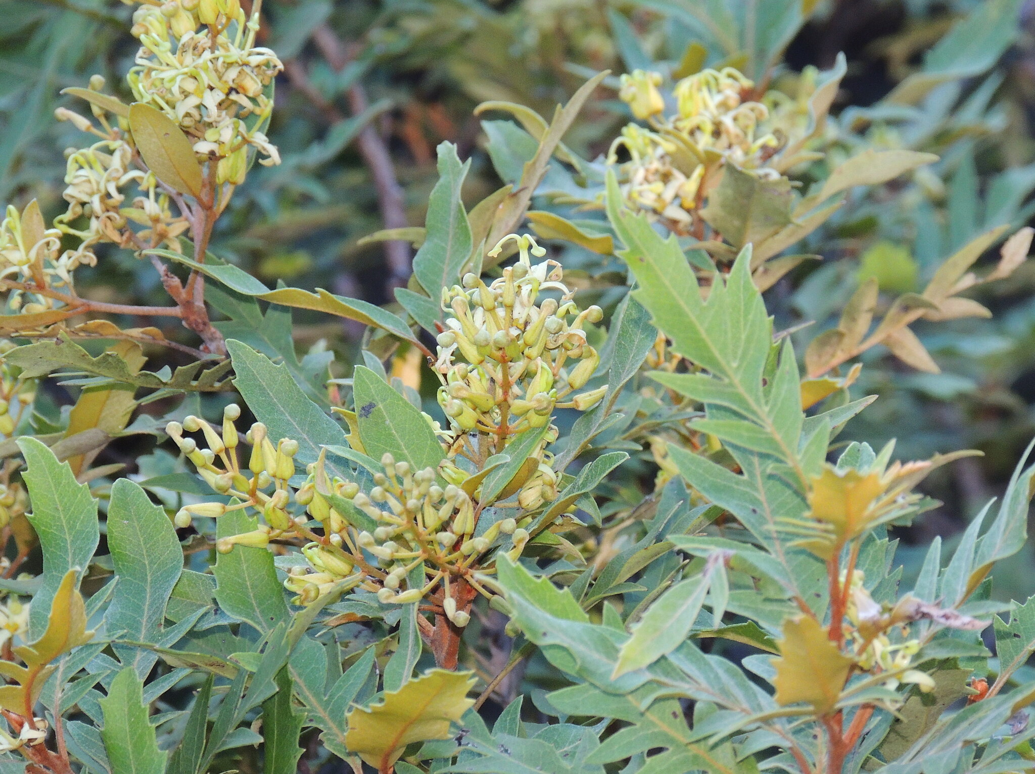 Forest Lomatia (Lomatia fraseri)