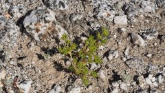 Loeflingia squarrosa