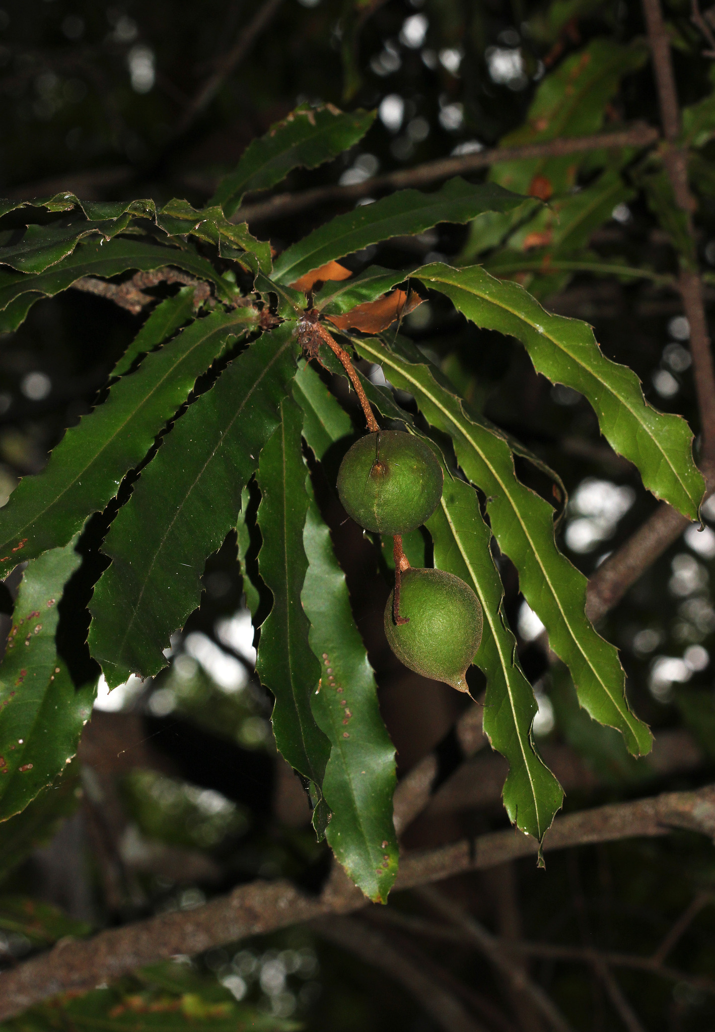 Rough-Shell Queensland Nut (Macadamia tetraphylla)