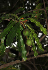 Macadamia tetraphylla