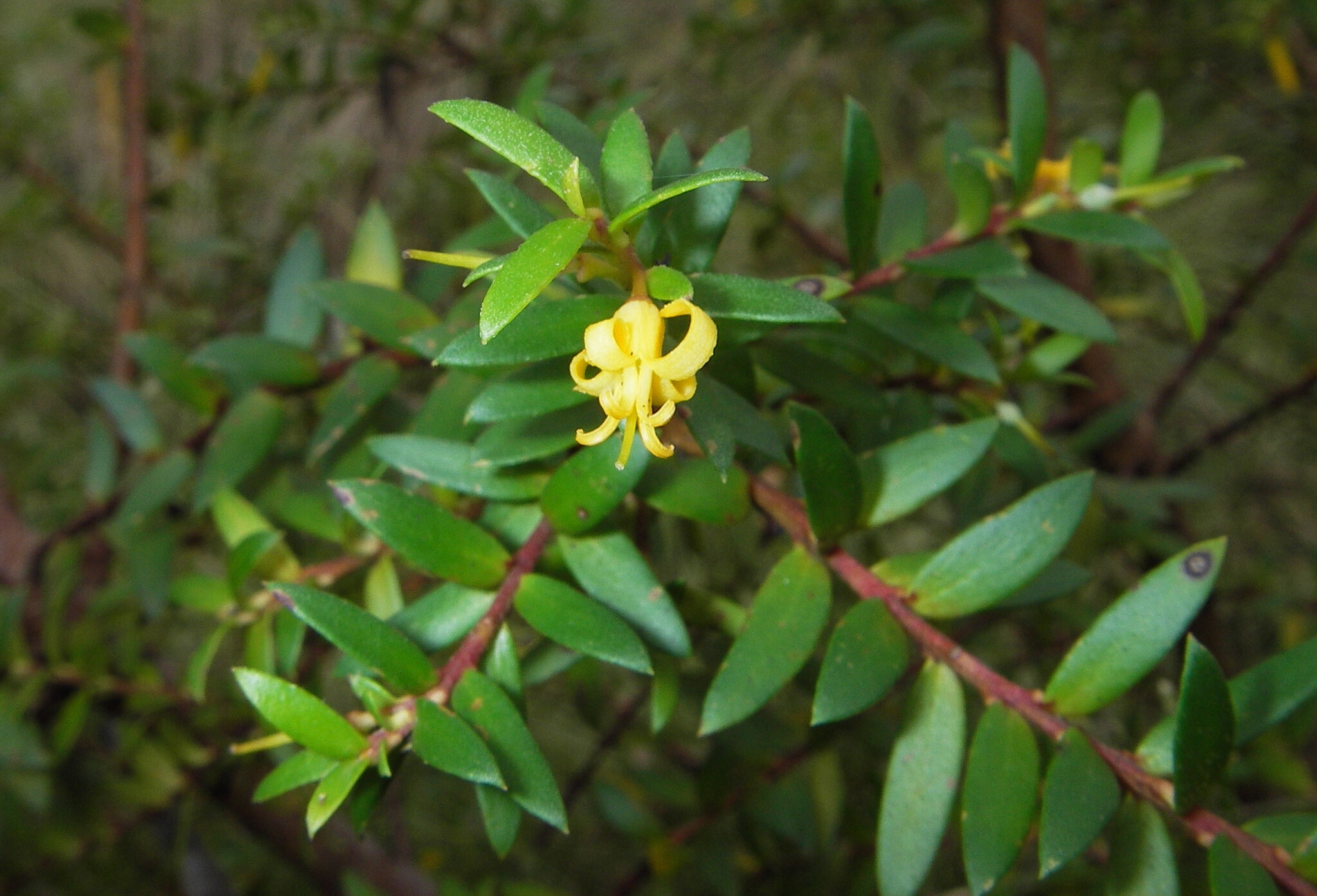 Persoonia acuminata