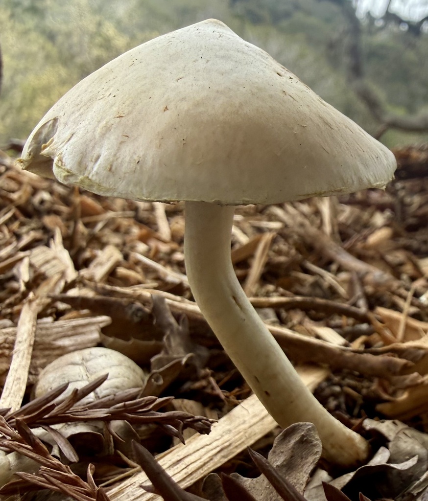 Leratiomyces percevalii · February 2026 · photo: © hllrnnr (iNaturalist, cc0)