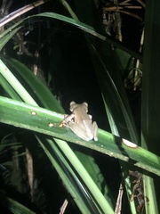 Osteocephalus verruciger