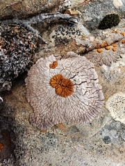 Placopsis gelida