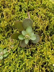 Sedum ternatum