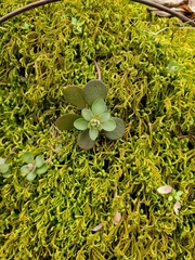 Sedum ternatum