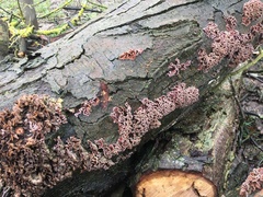 Fungi