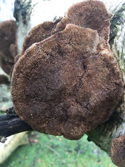 Fungi
