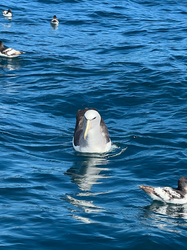 Salvin's Albatross (Thalassarche salvini), photo 4