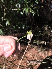 Vaccinium myrsinites