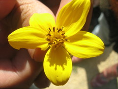Bidens andicola