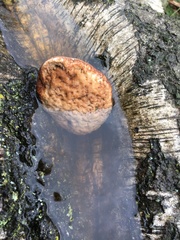 Fungi