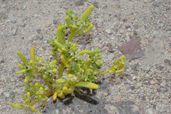 Portulaca halimoides