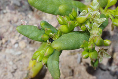 Portulaca halimoides