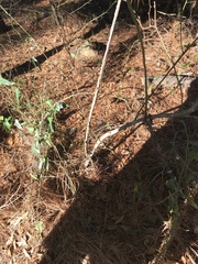 Vaccinium myrsinites