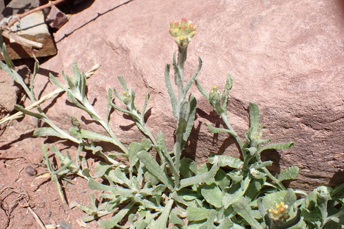 Jersey Cudweed