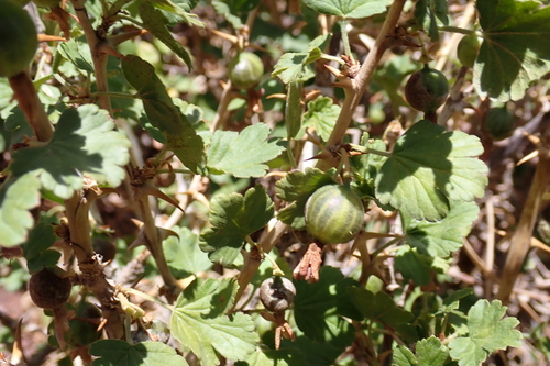 European gooseberry