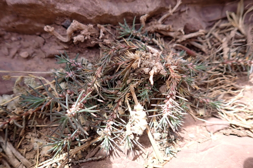 Polycnemum fontanesii