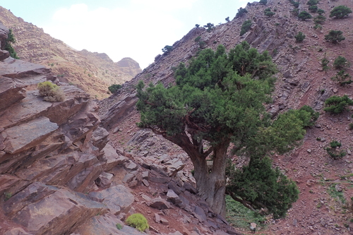 Atlas juniper