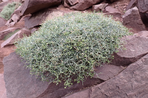 Hormathophylla spinosa