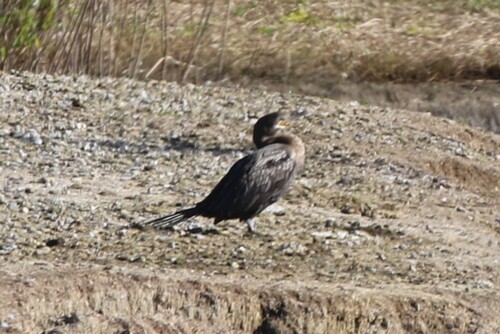 iNaturalist observation photo of Neotropic Cormorant