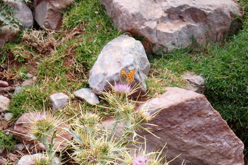Moroccan High Brown Fritillary