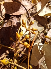 Eucalyptus camphora, photograph (c) plantlookymagee, some rights reserved (CC BY)