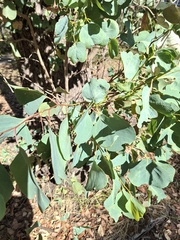 Eucalyptus camphora, photograph (c) plantlookymagee, some rights reserved (CC BY)