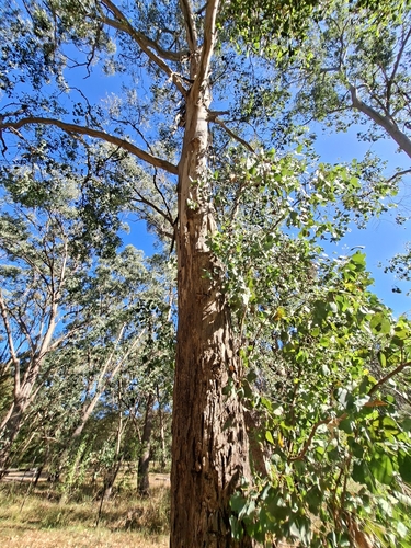 Eucalyptus camphora, photograph 5