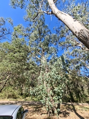 Eucalyptus camphora, photograph (c) plantlookymagee, some rights reserved (CC BY)
