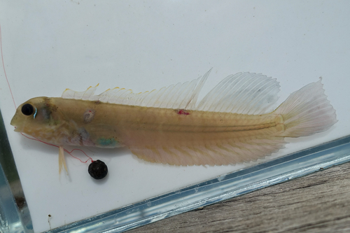 Omobranchus ferox observed 2026-02-15