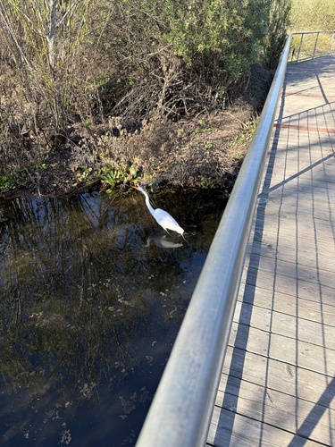 iNaturalist observation photo of Great Egret