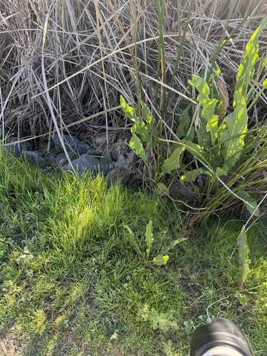 iNaturalist observation photo of Desert Cottontail