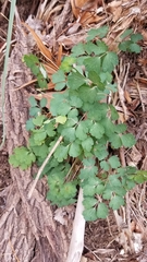 Aquilegia chrysantha