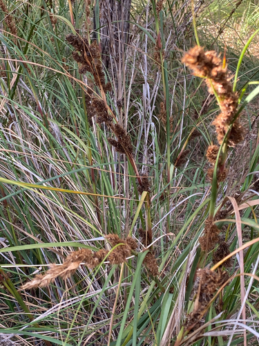coastal saw-sedge (Gahnia trifida)