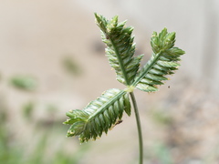 Eleusine tristachya