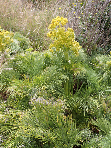 Aciphylla dieffenbachii, photograph 1
