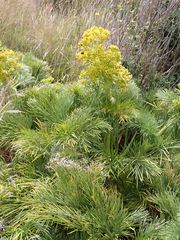 Aciphylla dieffenbachii, photograph author not stated, no rights reserved