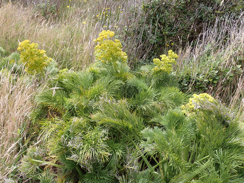Coxella (Aciphylla dieffenbachii)