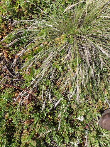 Festuca coxii