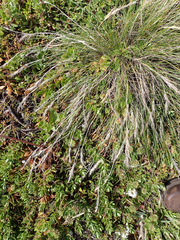 Festuca coxii