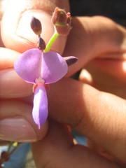 Desmodium molliculum