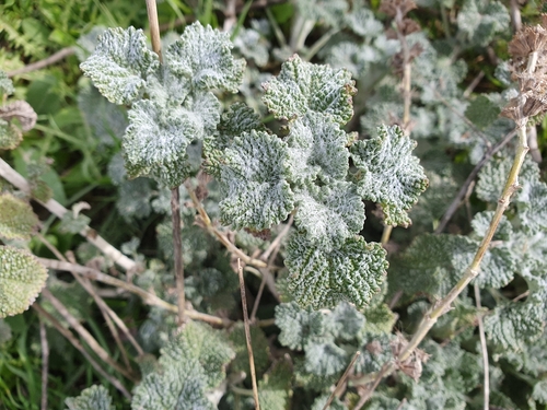 White Horehound