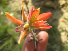 Castilleja fissifolia