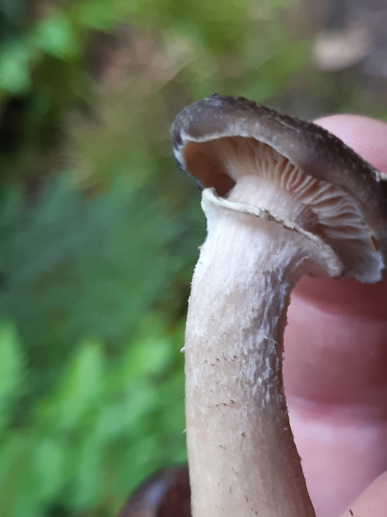Armillaria novae-zelandiae · February 2026 · photo: © georgecox (iNaturalist, cc0)