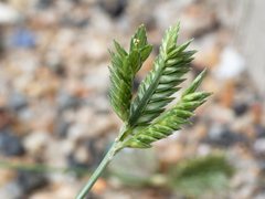 Eleusine tristachya